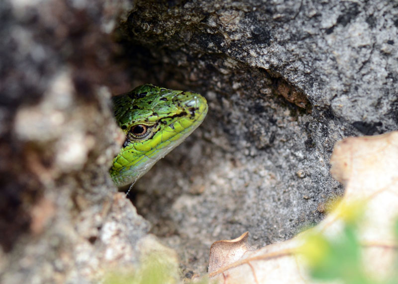 Podarcis siculus, uscita dal riparo